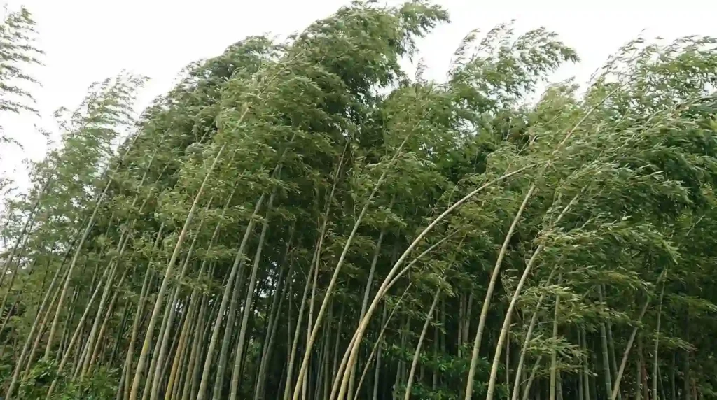 Demonstrate Flexibility Like Bamboo
